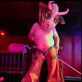 montana_bull