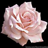 ToxicSnowRose