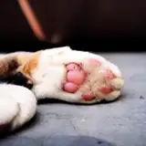 sienori