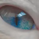 TheRandomBlueCat