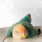 heinluna