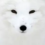 Arctic fox