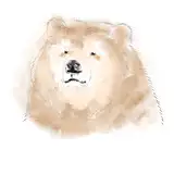 beltconbear